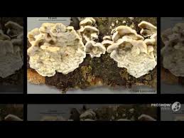 Attēlu rezultāti vaicājumam “Skeletocutis carneogrisea”