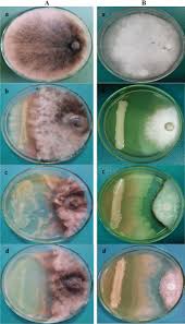 Attēlu rezultāti vaicājumam “Diderma subviridifuscum var. macrospora* macro”