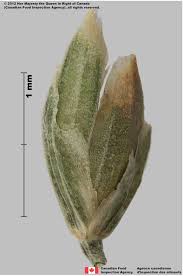 Attēlu rezultāti vaicājumam “Poa pratensis fruit”