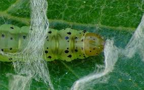 Attēlu rezultāti vaicājumam “Carpatolechia proximella”