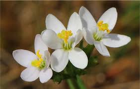 Attēlu rezultāti vaicājumam “Centaurium erythraea flower”