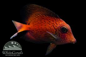 Image result for Ctenochaetus hawaiiensis