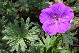 Attēlu rezultāti vaicājumam “Geranium sanguineum flower”