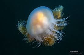 Image result for Phacellophora camtschatica