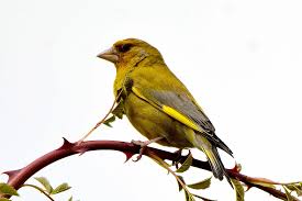 Attēlu rezultāti vaicājumam “Chloris chloris male”