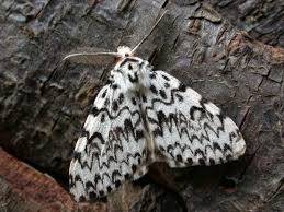 Attēlu rezultāti vaicājumam “Lymantria monacha imago”