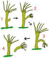 The Open Door Web Site : Biology : Asexual Reproduction in Animals