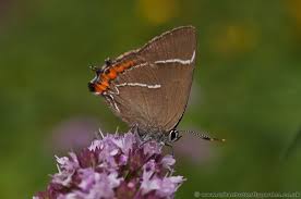 Attēlu rezultāti vaicājumam “Satyrium w-album underside”