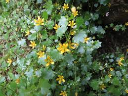 Attēlu rezultāti vaicājumam “Saxifraga cymbalaria flower”