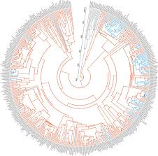 Attēlu rezultāti vaicājumam “Blasia pusilla sporophyte”