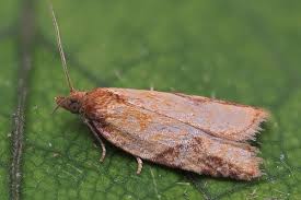 Attēlu rezultāti vaicājumam “Tortricidae”