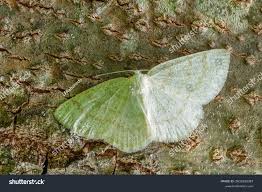 Attēlu rezultāti vaicājumam “Cabera exanthemata female”