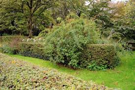 Image result for Priona Tuinen