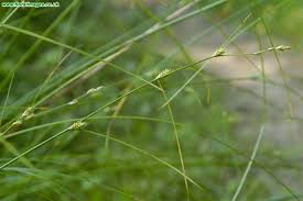 Attēlu rezultāti vaicājumam “Carex remota fruit”
