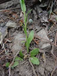 Attēlu rezultāti vaicājumam “Arabis hirsuta fruit”