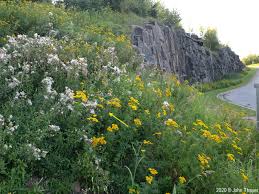 Attēlu rezultāti vaicājumam “Lathyrus tuberosus flower”