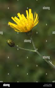 Attēlu rezultāti vaicājumam “Hieracium murorum flower”