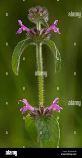 Attēlu rezultāti vaicājumam “Clinopodium vulgare flower”