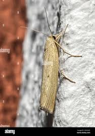 Attēlu rezultāti vaicājumam “Pediasia contaminella”