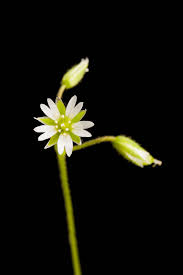 Attēlu rezultāti vaicājumam “Stellaria longifolia flower”
