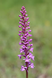 Attēlu rezultāti vaicājumam “Gymnadenia conopsea”
