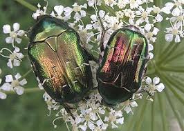 Attēlu rezultāti vaicājumam “Cetonia aurata”