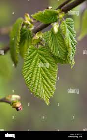 Attēlu rezultāti vaicājumam “Corylus avellana leaf”