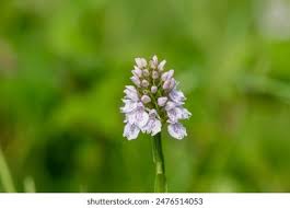 Attēlu rezultāti vaicājumam “Dactylorhiza maculata flower”