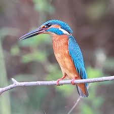 Attēlu rezultāti vaicājumam “Alcedo atthis adult”