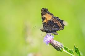 Attēlu rezultāti vaicājumam “Aglais urticae upperside”