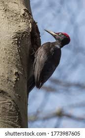 Attēlu rezultāti vaicājumam “Dryocopus martius nest”