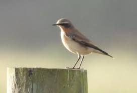 Attēlu rezultāti vaicājumam “Oenanthe oenanthe female”