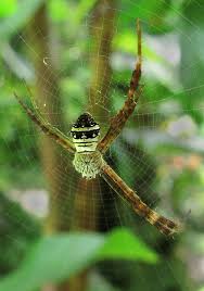 Image result for st andrews cross spider
