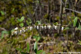 Attēlu rezultāti vaicājumam “Chamaedaphne calyculata”