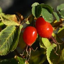 Attēlu rezultāti vaicājumam “Rosa villosa fruit”