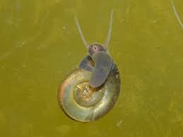 Attēlu rezultāti vaicājumam “Planorbis planorbis”