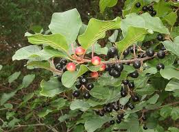 Attēlu rezultāti vaicājumam “Frangula alnus fruit”