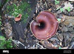 Attēlu rezultāti vaicājumam “Polyporus tubaeformis”