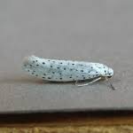 Attēlu rezultāti vaicājumam “Yponomeuta evonymella”