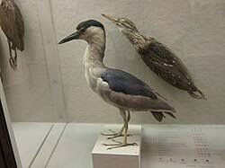 Image result for Nycticorax nycticorax