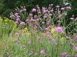 Attēlu rezultāti vaicājumam “Centaurea stoebe fruit”