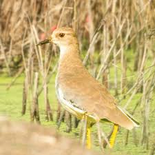 Image result for Vanellus leucurus