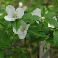 Image result for Rubus sectio