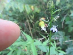 Attēlu rezultāti vaicājumam “Calystegia inflata flower”