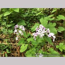 Attēlu rezultāti vaicājumam “Lunaria rediviva leaf”