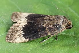 Attēlu rezultāti vaicājumam “Amphipyra perflua”