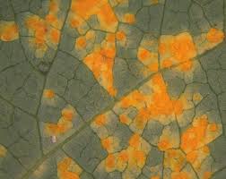 Attēlu rezultāti vaicājumam “Melampsora epitea”