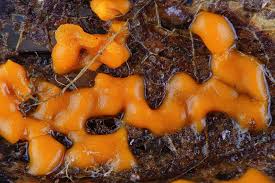 Attēlu rezultāti vaicājumam “Trichia ambigua spores”