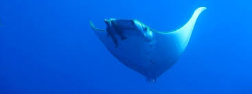 Image result for Mobula tarapacana