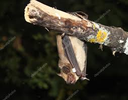 Attēlu rezultāti vaicājumam “Eptesicus serotinus”